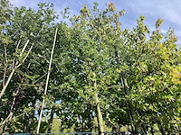 Veldesdoorn - sierboom - afbeelding 1 van  3