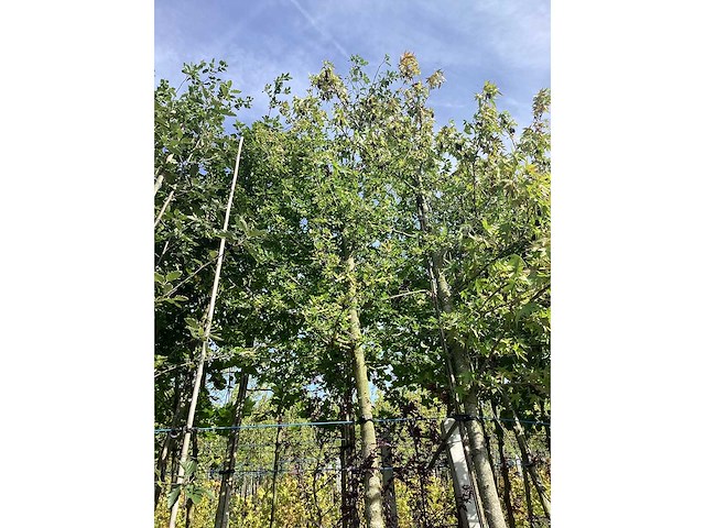 Veldesdoorn - sierboom - afbeelding 2 van  3