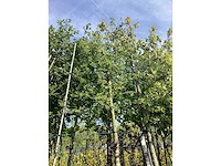 Veldesdoorn - sierboom - afbeelding 2 van  3