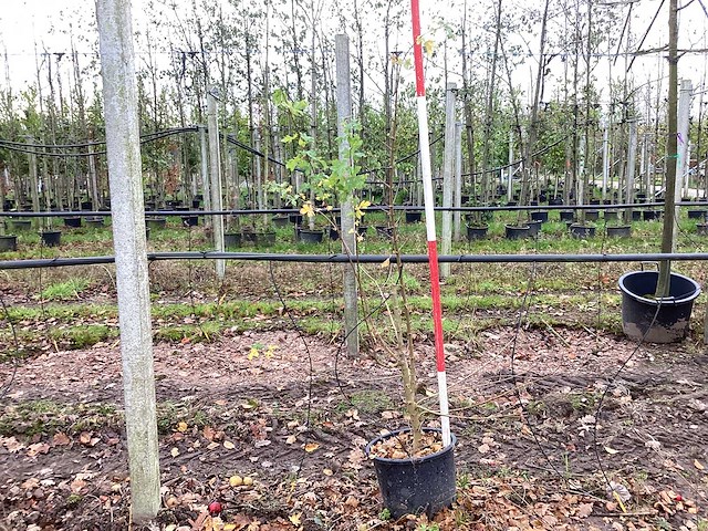 Veldesdoorn - vormboom (2x) - afbeelding 1 van  3