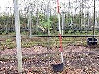 Veldesdoorn - vormboom (2x) - afbeelding 1 van  3