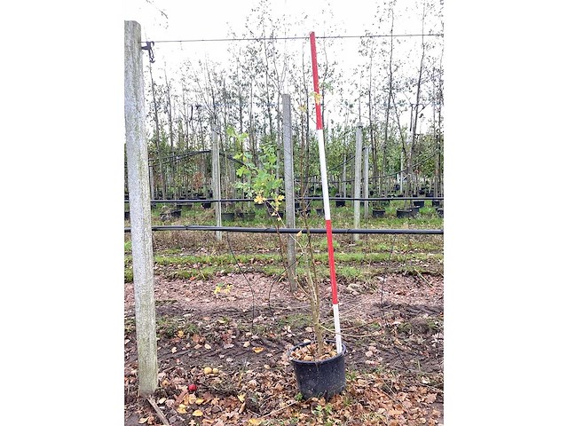 Veldesdoorn - vormboom (2x) - afbeelding 2 van  3