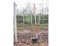 Veldesdoorn - vormboom (2x) - afbeelding 2 van  3