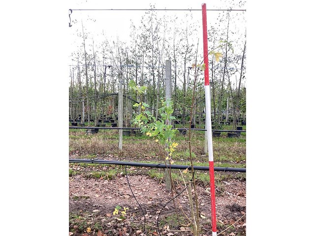 Veldesdoorn - vormboom (2x) - afbeelding 3 van  3