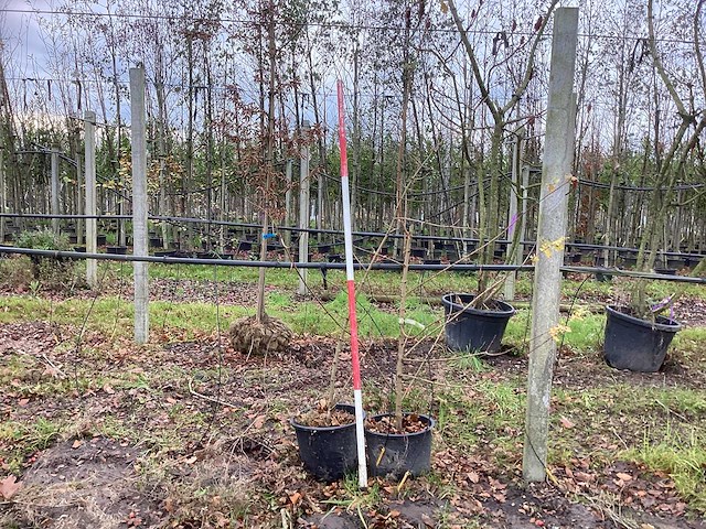 Veldesdoorn - vormboom (2x) - afbeelding 1 van  2