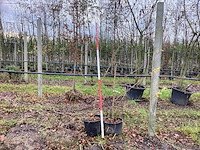 Veldesdoorn - vormboom (2x) - afbeelding 1 van  2