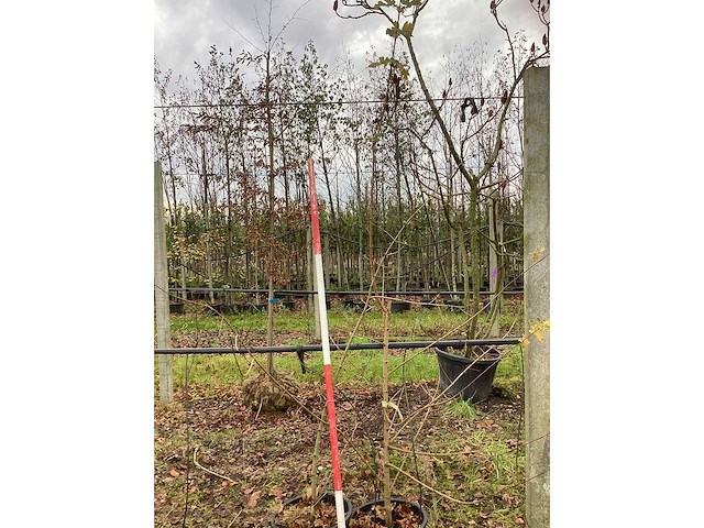 Veldesdoorn - vormboom (2x) - afbeelding 2 van  2