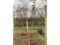 Veldesdoorn - vormboom (2x) - afbeelding 2 van  2