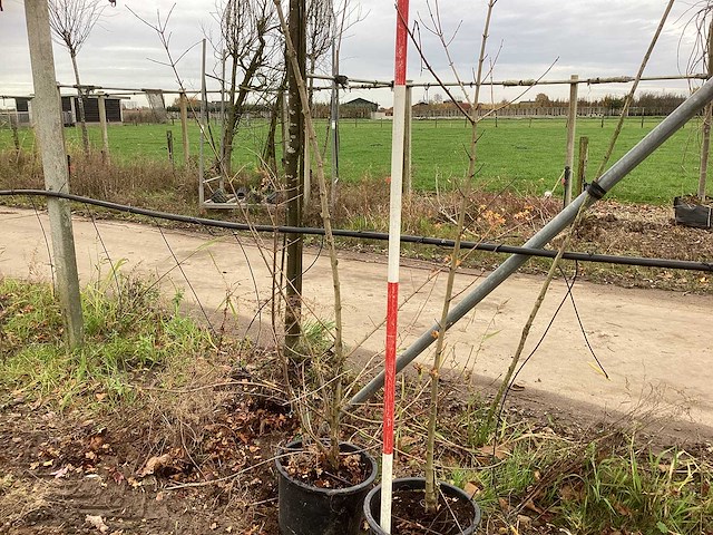 Veldesdoorn - vormboom (2x) - afbeelding 1 van  2