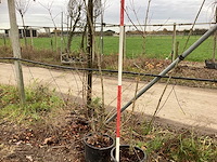 Veldesdoorn - vormboom (2x) - afbeelding 1 van  2