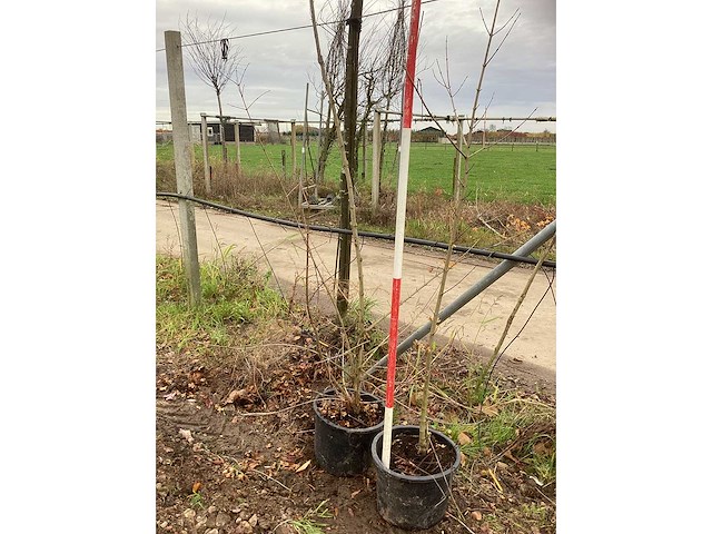 Veldesdoorn - vormboom (2x) - afbeelding 2 van  2