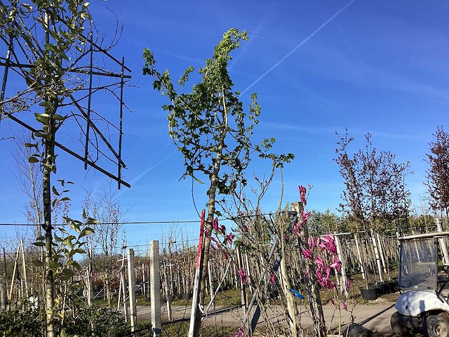 Veldesdoorn - vormboom - afbeelding 1 van  2