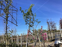 Veldesdoorn - vormboom - afbeelding 1 van  2