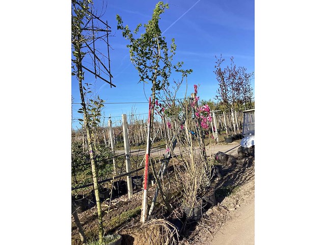 Veldesdoorn - vormboom - afbeelding 2 van  2