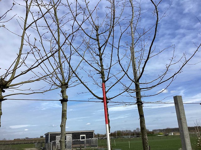 Veldesdoorn - vormboom - afbeelding 1 van  2