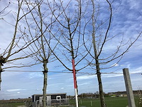 Veldesdoorn - vormboom - afbeelding 1 van  2