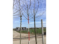 Veldesdoorn - vormboom - afbeelding 2 van  2