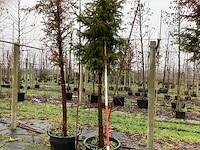 Venijnboom - groenblijvende boom (2x) - afbeelding 1 van  3