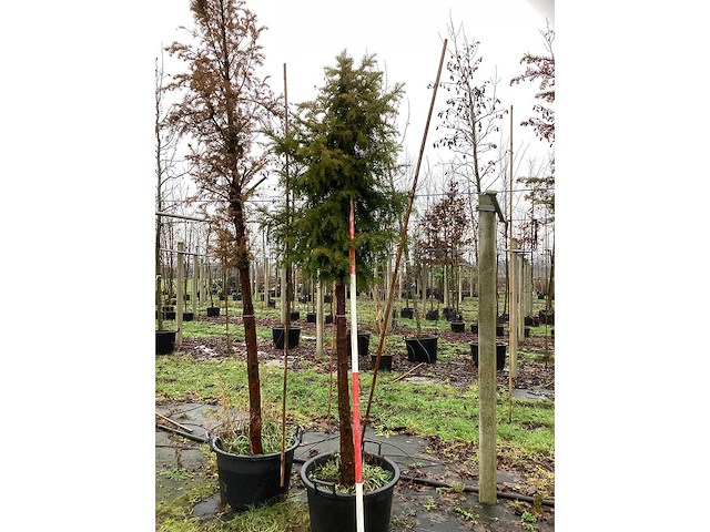 Venijnboom - groenblijvende boom (2x) - afbeelding 2 van  3