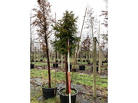 Venijnboom - groenblijvende boom (2x) - afbeelding 2 van  3