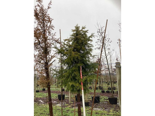 Venijnboom - groenblijvende boom (2x) - afbeelding 3 van  3