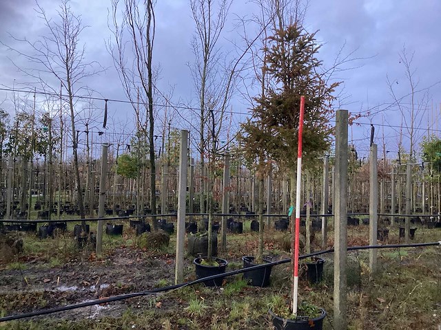 Venijnboom - groenblijvende boom (3x) - afbeelding 1 van  3