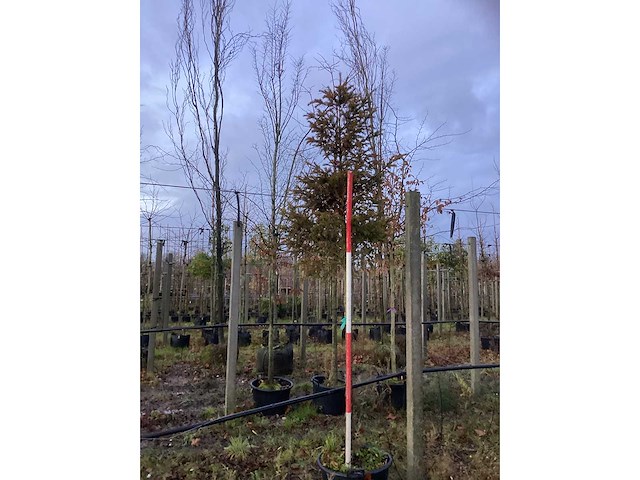 Venijnboom - groenblijvende boom (3x) - afbeelding 2 van  3