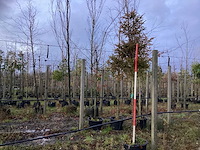 Venijnboom - groenblijvende boom - afbeelding 1 van  3