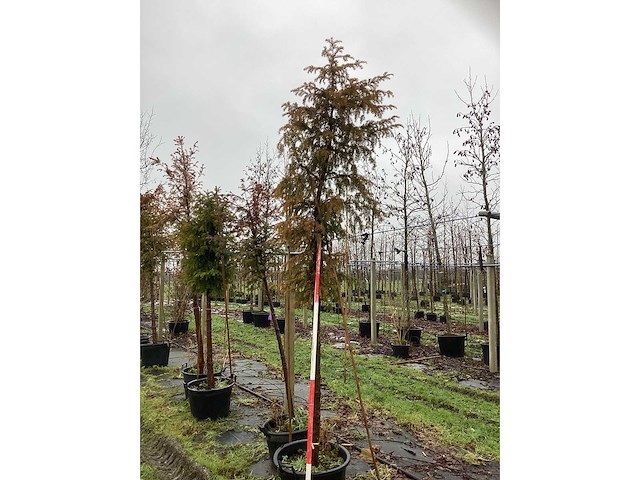 Venijnboom - groenblijvende boom - afbeelding 2 van  3