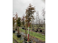 Venijnboom - groenblijvende boom - afbeelding 2 van  3