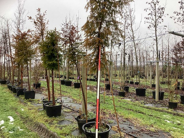 Venijnboom - groenblijvende boom - afbeelding 1 van  3