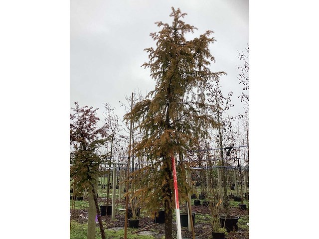 Venijnboom - groenblijvende boom - afbeelding 3 van  3