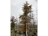 Venijnboom - groenblijvende boom - afbeelding 3 van  3