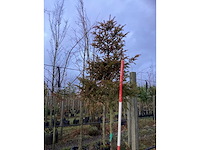 Venijnboom - sierboom (2x) - afbeelding 3 van  3