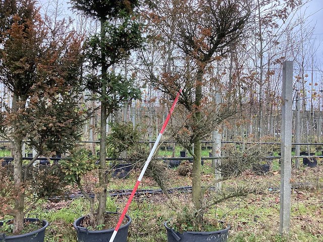 Venijnboom - sierboom (2x) - afbeelding 1 van  2