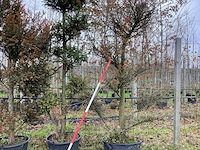 Venijnboom - sierboom (2x) - afbeelding 1 van  2