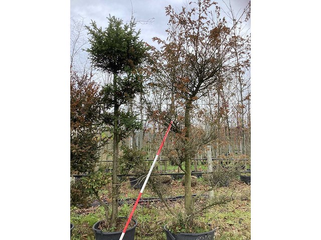 Venijnboom - sierboom (2x) - afbeelding 2 van  2