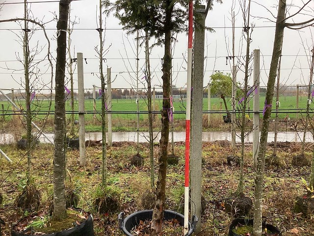 Venijnboom - sierboom - afbeelding 1 van  3