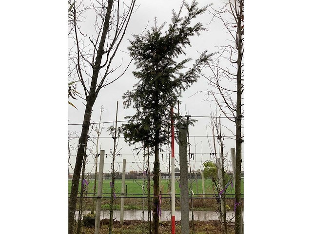 Venijnboom - sierboom - afbeelding 2 van  3