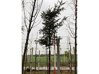 Venijnboom - sierboom - afbeelding 2 van  3