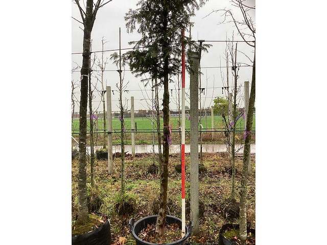 Venijnboom - sierboom - afbeelding 3 van  3