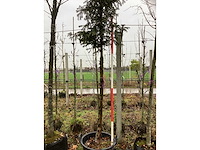 Venijnboom - sierboom - afbeelding 3 van  3