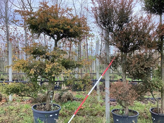 Venijnboom - vormboom (2x) - afbeelding 1 van  2