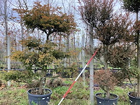 Venijnboom - vormboom (2x) - afbeelding 1 van  2