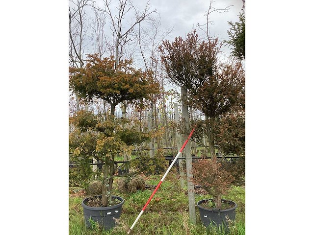 Venijnboom - vormboom (2x) - afbeelding 2 van  2