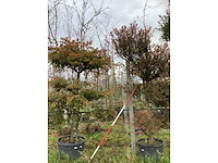 Venijnboom - vormboom (2x) - afbeelding 2 van  2