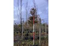 Venijnboom - vormboom (4x) - afbeelding 2 van  3