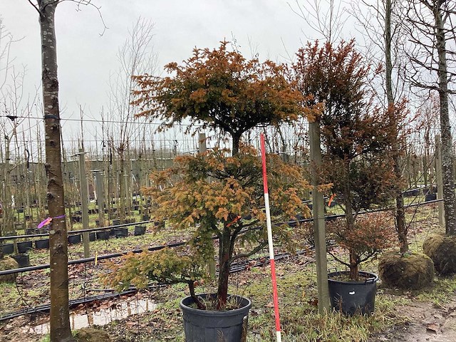 Venijnboom - vormboom - afbeelding 1 van  2