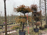 Venijnboom - vormboom - afbeelding 1 van  2