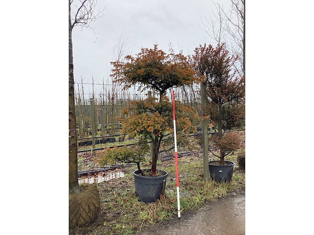 Venijnboom - vormboom - afbeelding 2 van  2